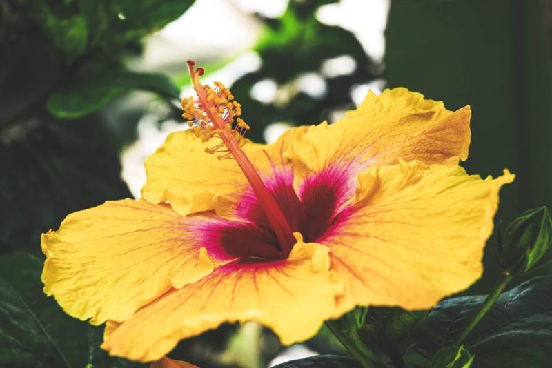 Hawaiian Flowers Found On Maui